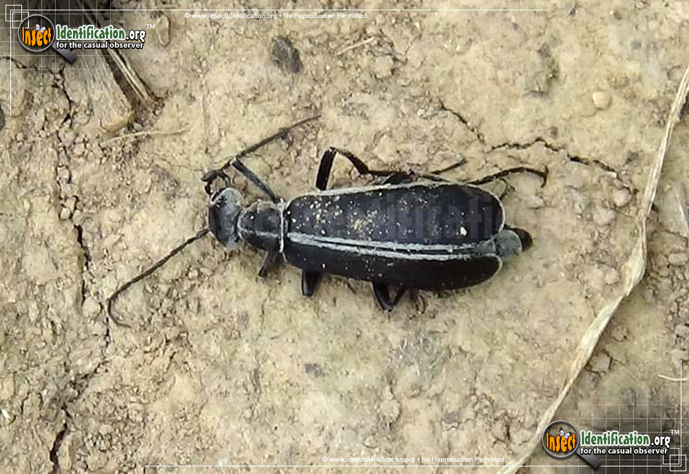 Full-sized image #4 of the Margined-Blister-Beetle