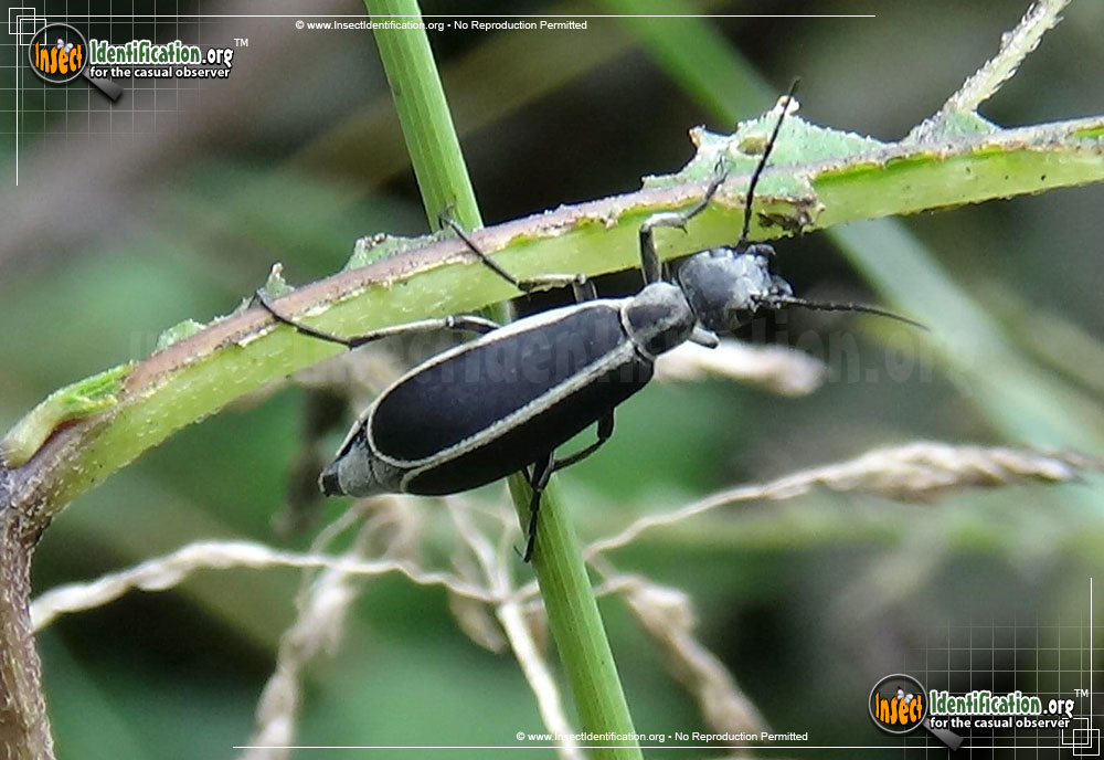 Full-sized image #2 of the Margined-Blister-Beetle