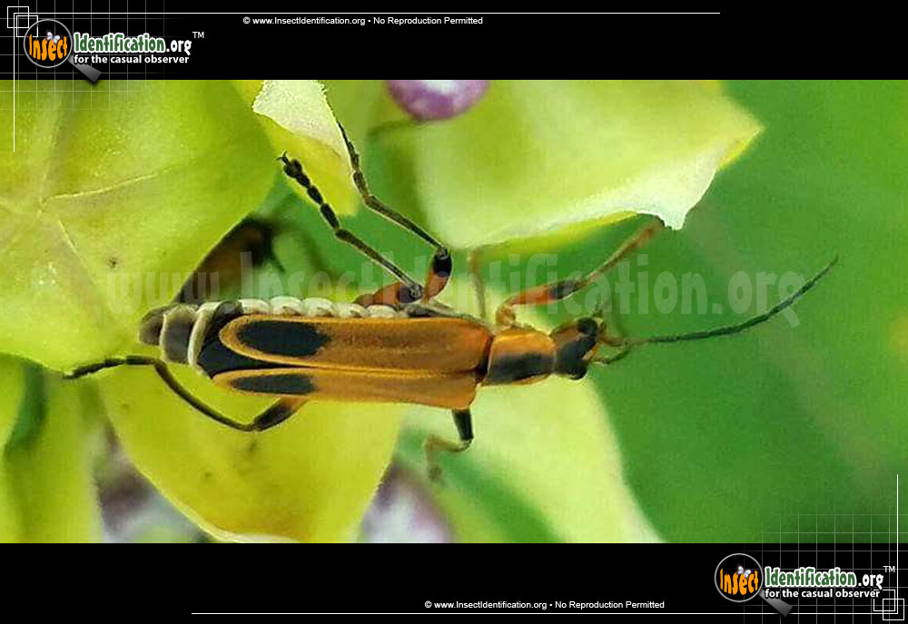 Full-sized image #6 of the Margined-Leatherwing-Beetle