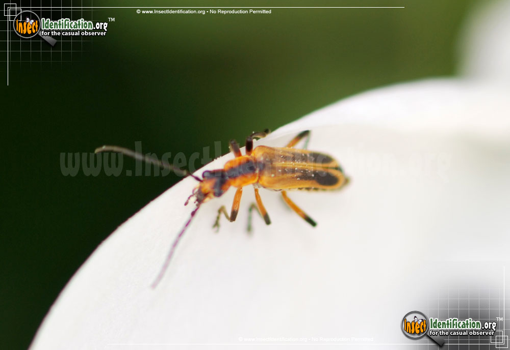 Full-sized image #4 of the Margined-Leatherwing-Beetle