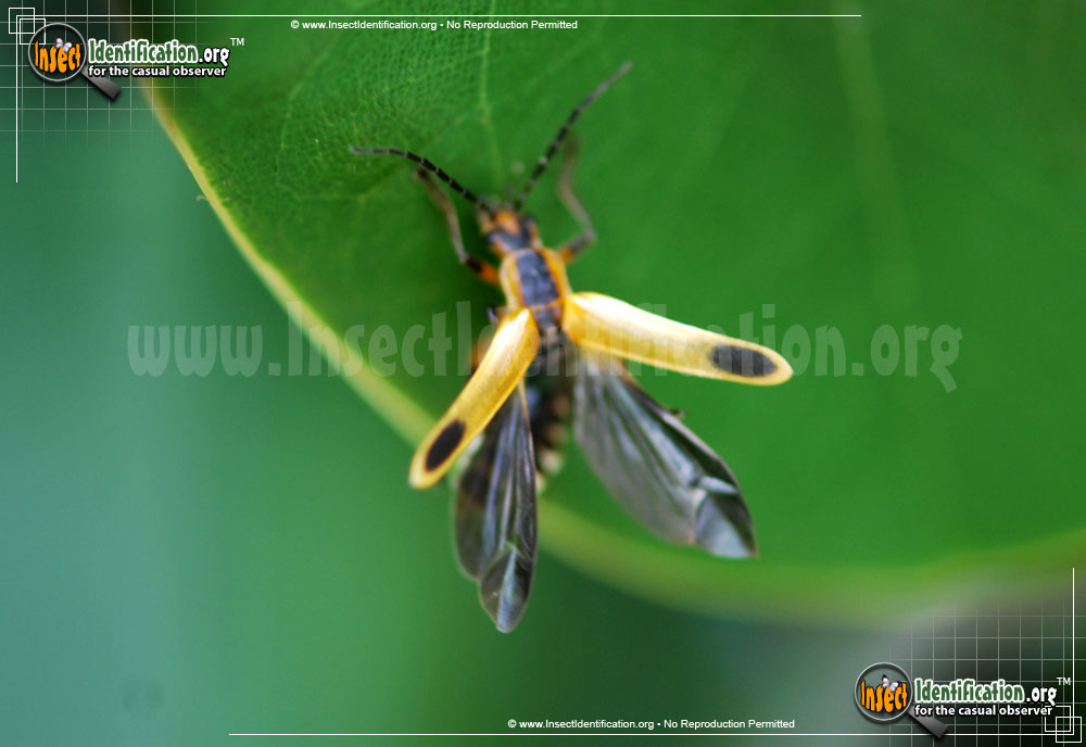 Full-sized image #5 of the Margined-Leatherwing-Beetle