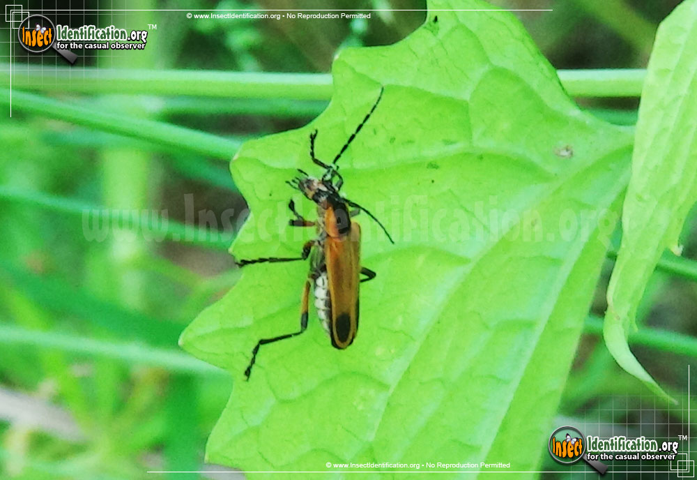 Full-sized image #7 of the Margined-Leatherwing-Beetle