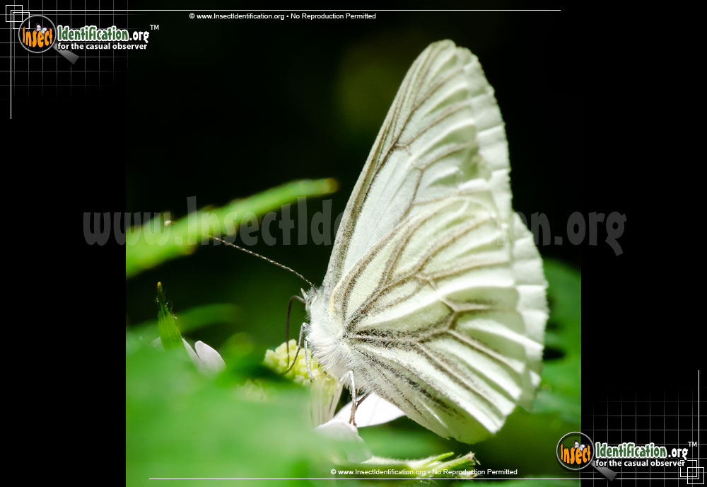 Full-sized image of the Margined-White-Butterfly