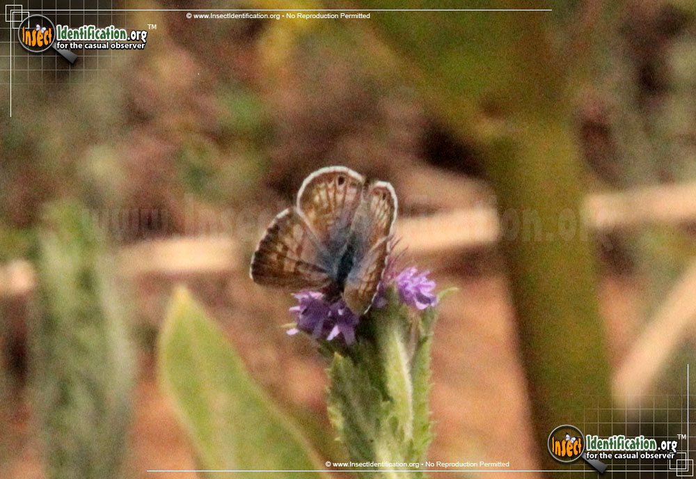 Full-sized image #4 of the Marine-Blue-Butterfly