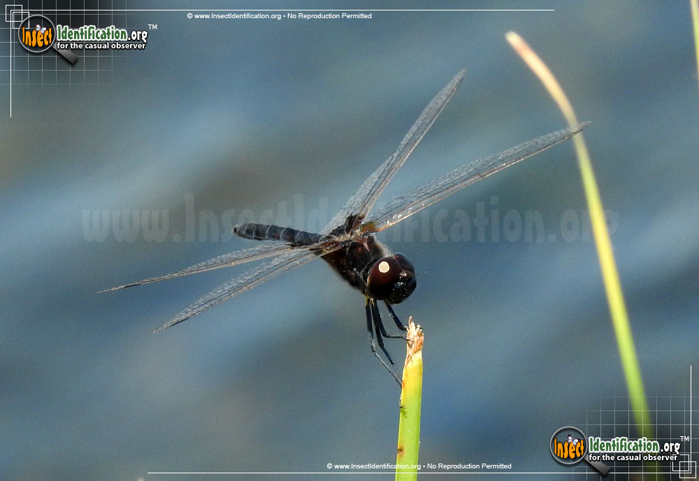 Full-sized image of the Marl-Pennant-Skimmer-Dragonfly