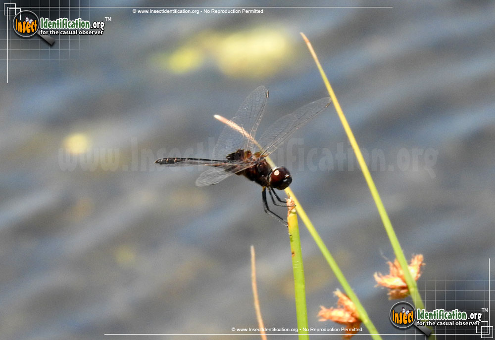 Full-sized image #2 of the Marl-Pennant-Skimmer-Dragonfly