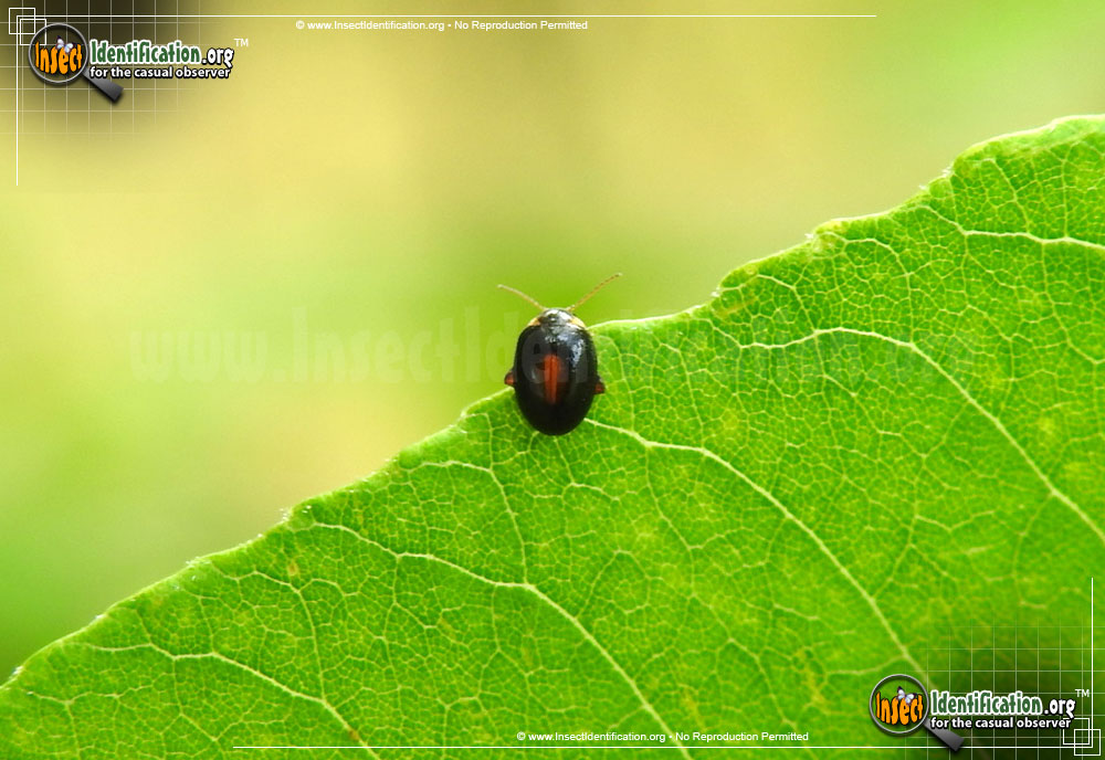Full-sized image of the Marsh-Beetle
