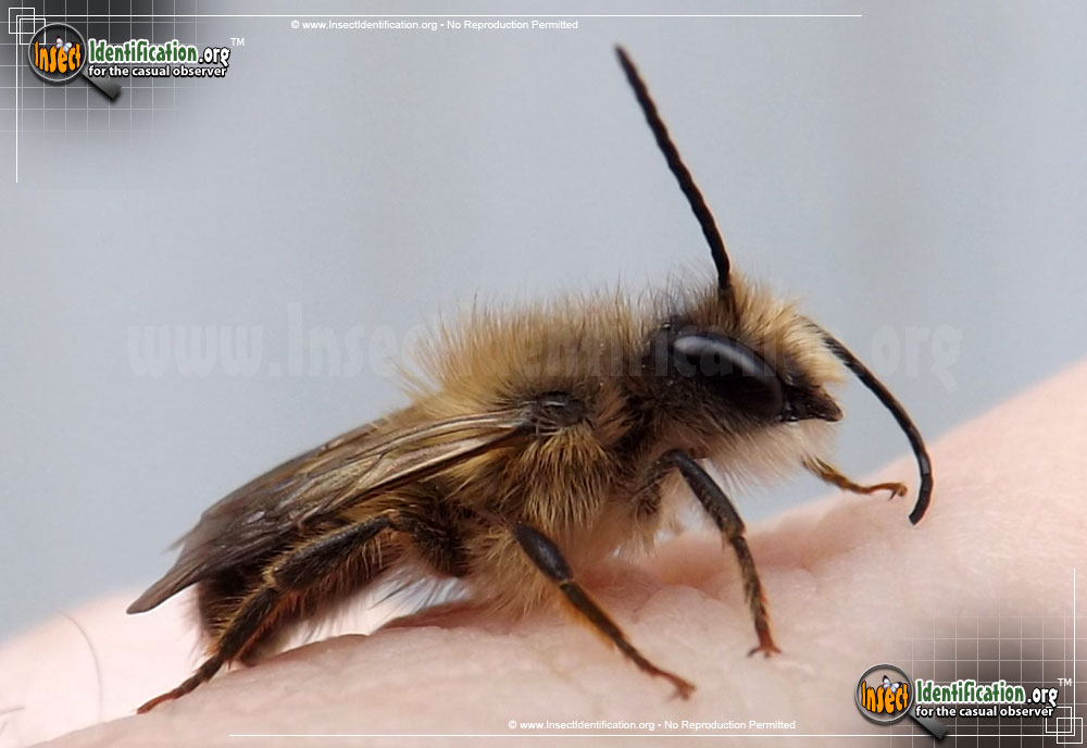 Full-sized image of the Mason-Bee