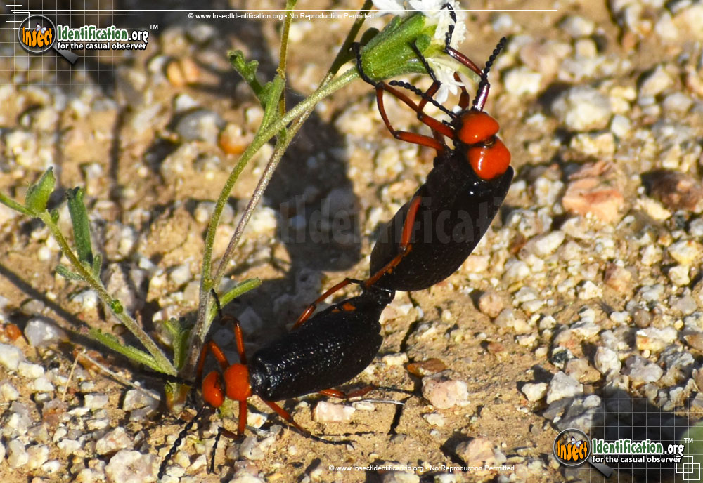 Full-sized image of the Master-Blister-Beetle