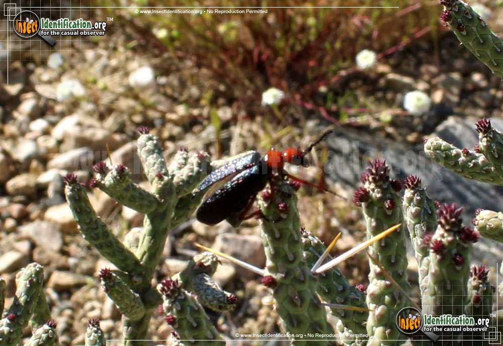 Full-sized image #2 of the Master-Blister-Beetle
