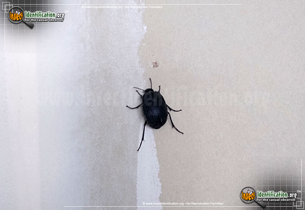 Full-sized image of the May-Beetle-Phyllophaga-Cribrosa