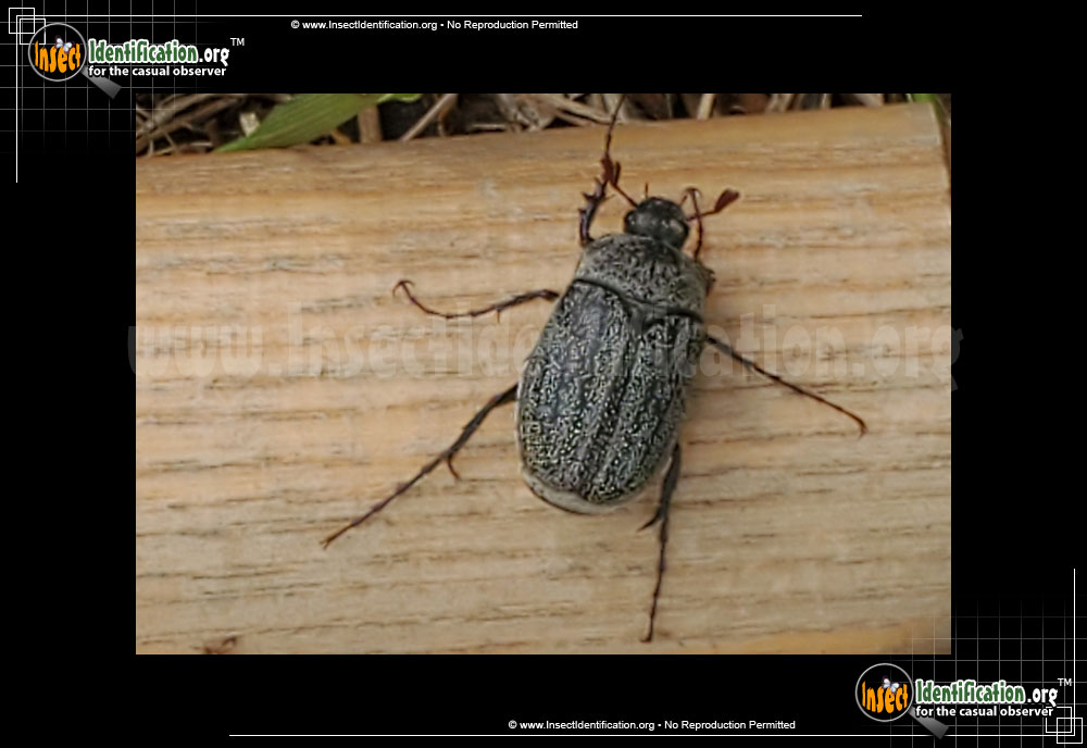 Full-sized image of the May-Beetle-Phyllophaga-Lanceolata