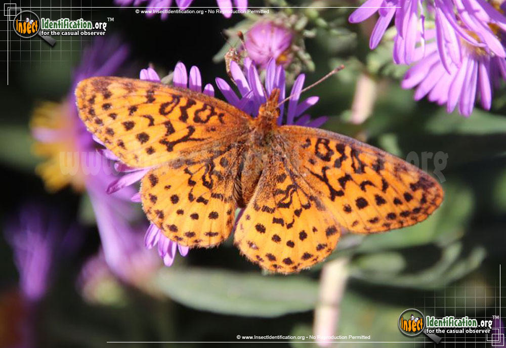 Full-sized image of the Meadow-Fritillary-Butterfly