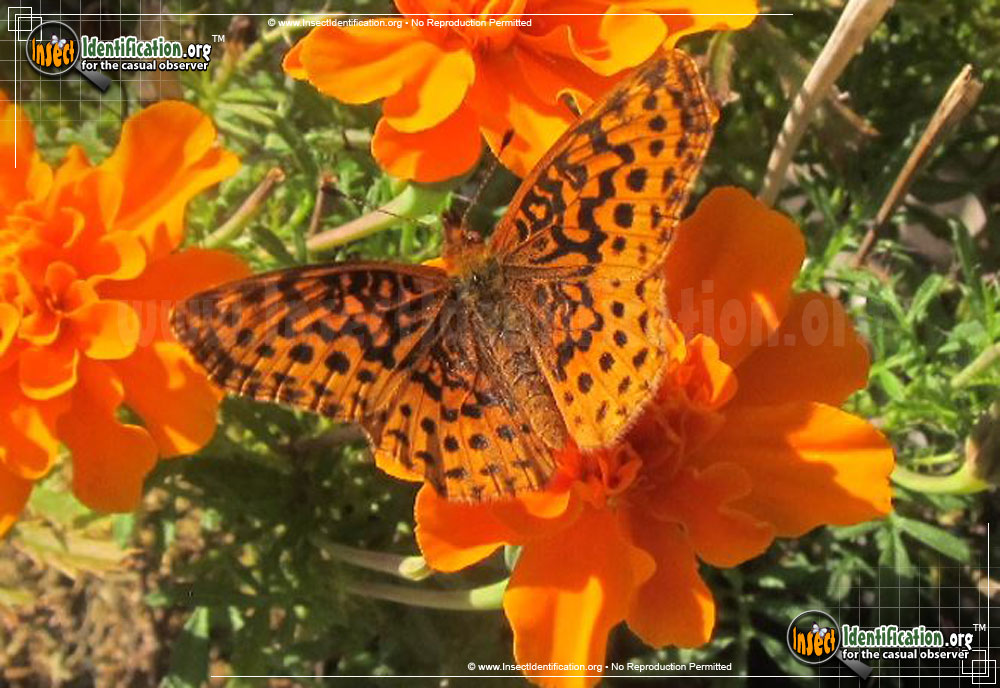 Full-sized image #4 of the Meadow-Fritillary-Butterfly