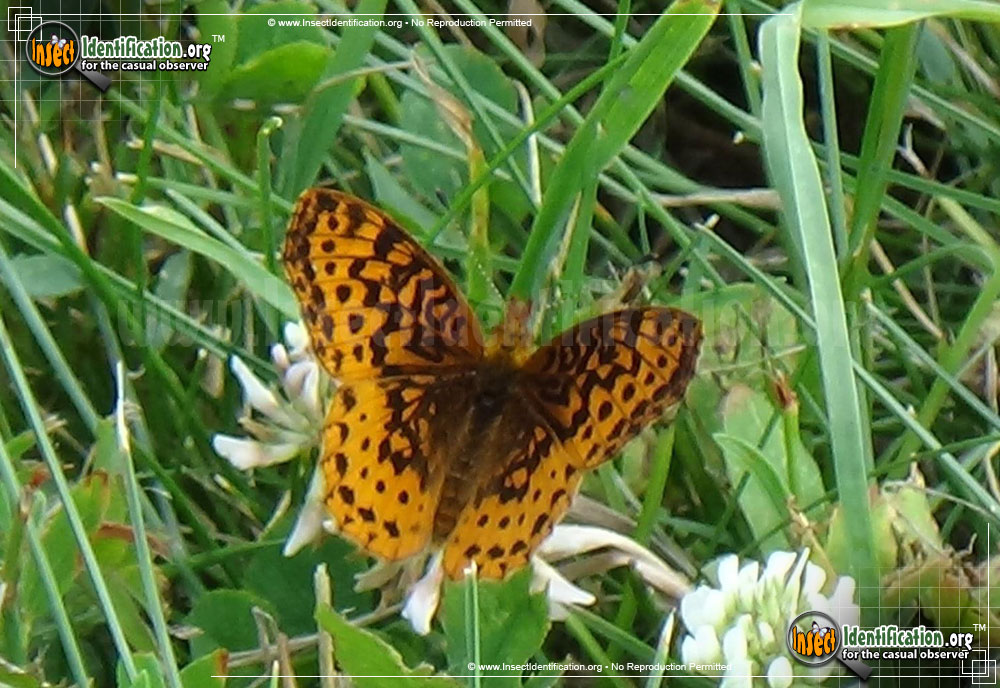 Full-sized image #6 of the Meadow-Fritillary-Butterfly