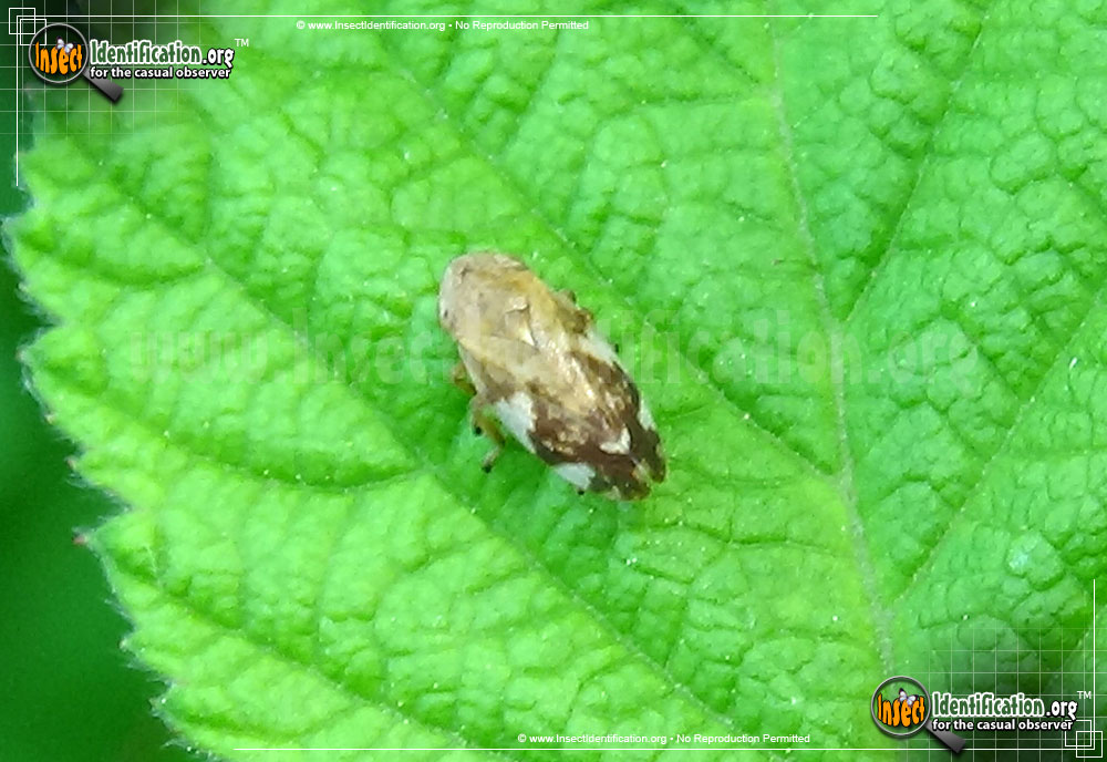 Full-sized image of the Meadow-Spittlebug