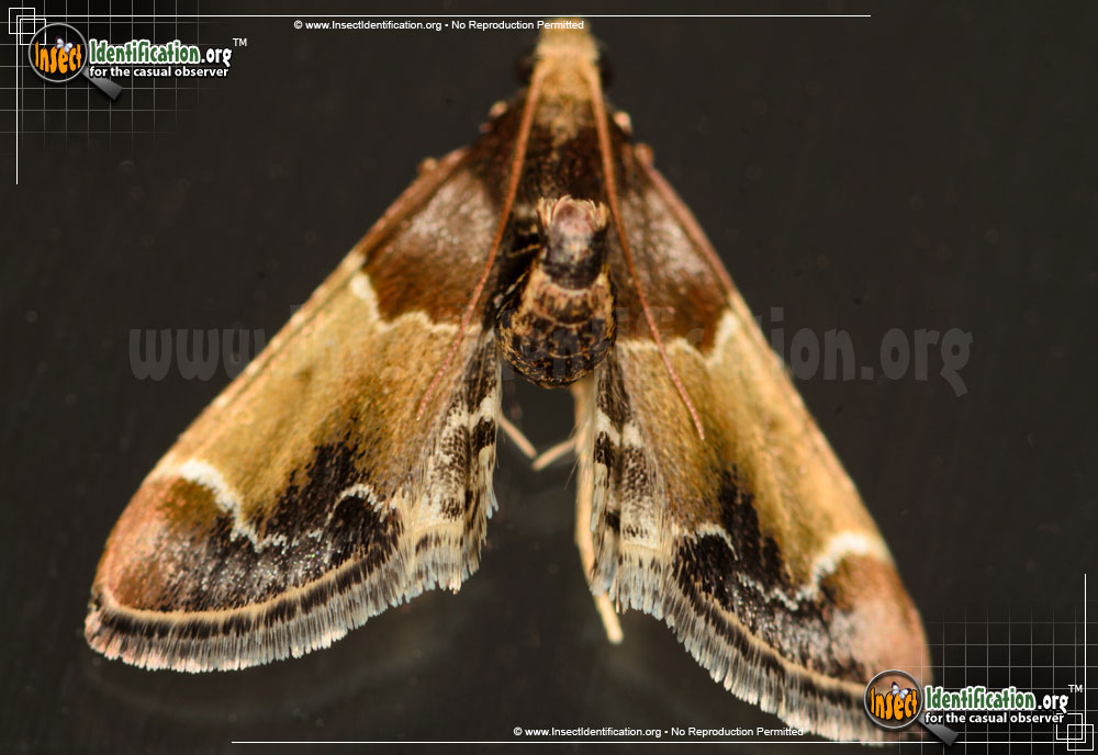 Full-sized image #2 of the Meal-Moth