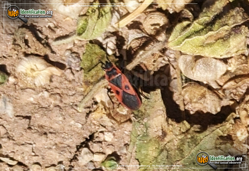 Full-sized image of the Mediterranean-Red-Bug