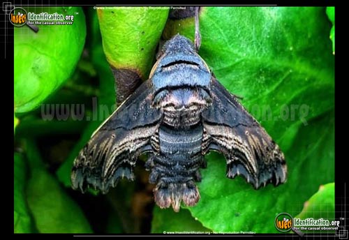 Thumbnail image of the Abbotts-Sphinx-Moth