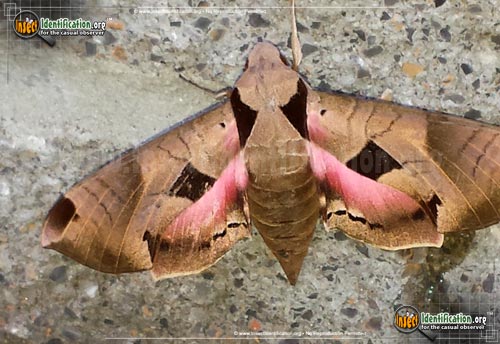 Thumbnail image of the Achemon-Sphinx-Moth