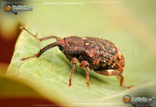 Thumbnail image of the Acorn-Weevil