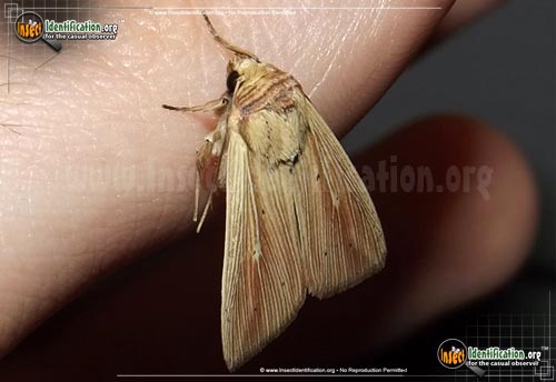 Thumbnail image of the Adjutant-Wainscot-Moth