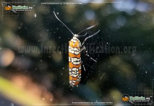 Thumbnail image #5 of the Ailanthus-Webworm-Moth