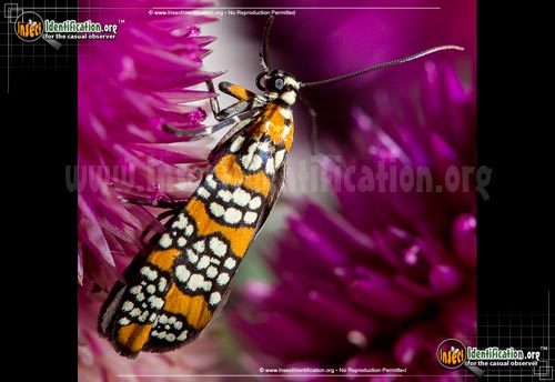 Thumbnail image #13 of the Ailanthus-Webworm-Moth