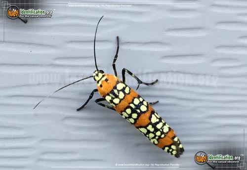 Thumbnail image #4 of the Ailanthus-Webworm-Moth