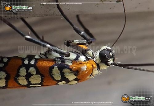 Thumbnail image #3 of the Ailanthus-Webworm-Moth