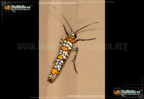Thumbnail image #2 of the Ailanthus-Webworm-Moth
