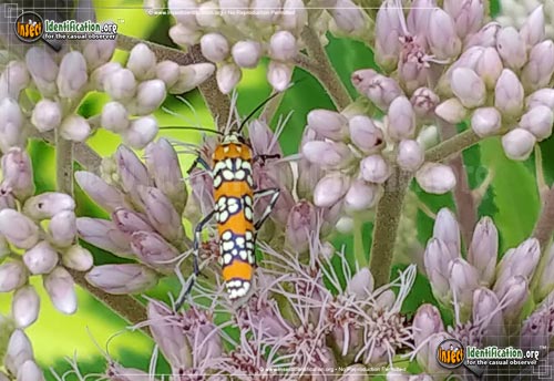 Thumbnail image #14 of the Ailanthus-Webworm-Moth