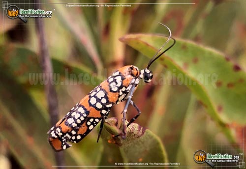 Thumbnail image #9 of the Ailanthus-Webworm-Moth