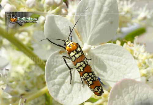 Thumbnail image of the Ailanthus-Webworm-Moth