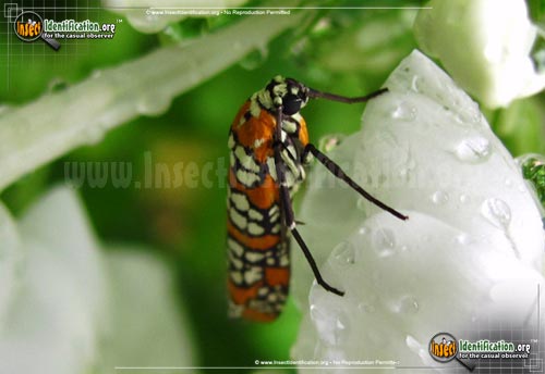 Thumbnail image #6 of the Ailanthus-Webworm-Moth