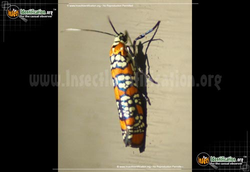 Thumbnail image #12 of the Ailanthus-Webworm-Moth