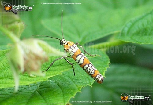 Thumbnail image #14 of the Ailanthus-Webworm-Moth