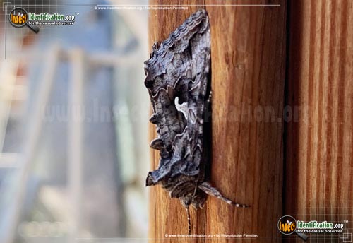 Thumbnail image #3 of the Alfalfa-Looper-Moth