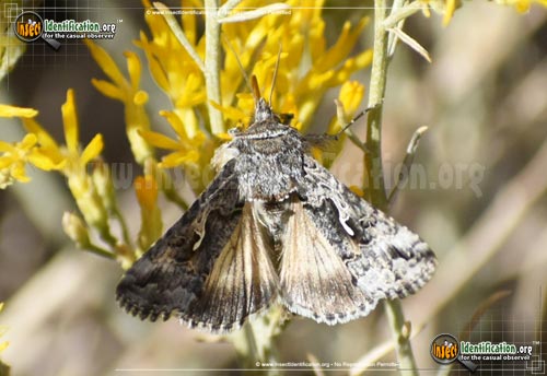 Thumbnail image #2 of the Alfalfa-Looper-Moth