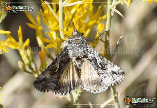 Alfalfa Looper Moth