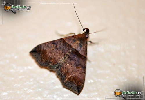 Thumbnail image of the Ambiguous-Moth