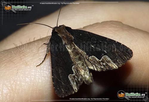 Thumbnail image of the American-Birds-Wing-Moth