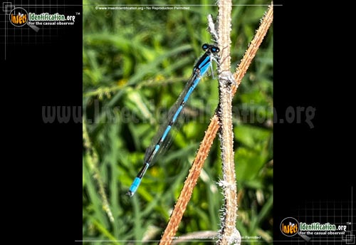 American Bluet Damselfly