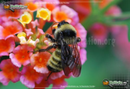 Thumbnail image #2 of the American-Bumble-Bee