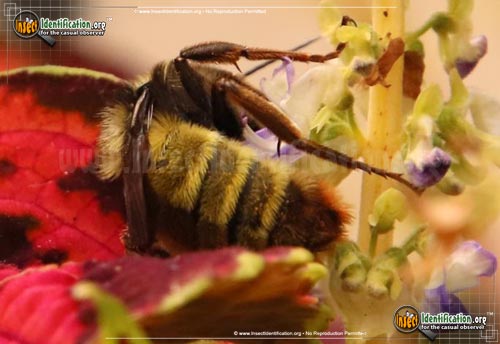 Thumbnail image #10 of the American-Bumble-Bee