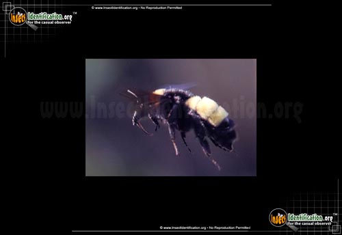 Thumbnail image #8 of the American-Bumble-Bee