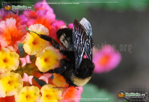 Thumbnail image #4 of the American-Bumble-Bee