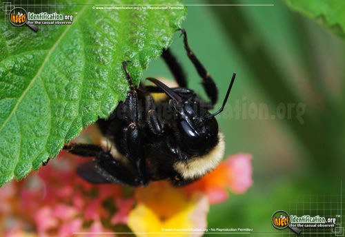 Thumbnail image #5 of the American-Bumble-Bee