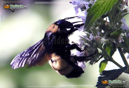 Thumbnail image #14 of the American-Bumble-Bee