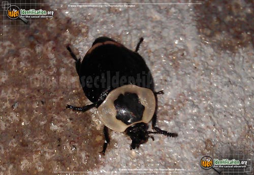 Thumbnail image #7 of the American-Carrion-Beetle